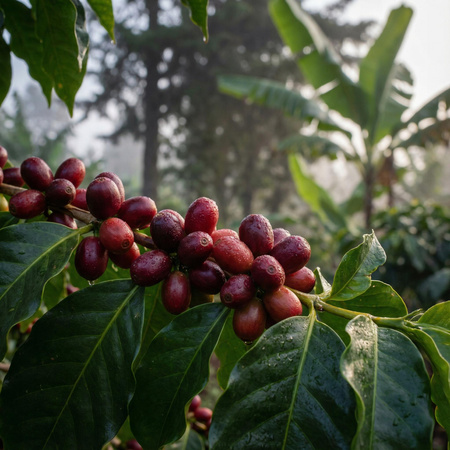 CRAFTBE Kawa Ziarnista Szarmancki Niedzwiedź 1kg
